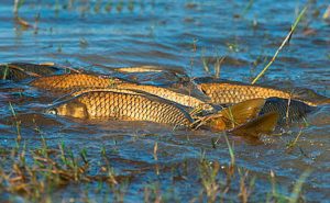 В Донецкой области в рамках спецмероприятий изъято почти полтонны добытой браконьерським путем рыбы