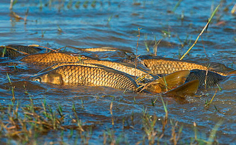 У результаті операції «нерест» поліцейські вилучили майже півтори тонни риби