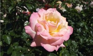 Цветущий Славянск: Соборная площадь