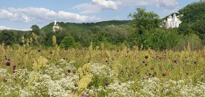 Дубовая роща в опасности. Жители Святогорска просят о помощи