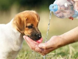 Долучайтесь до флешмобу #водутваринам