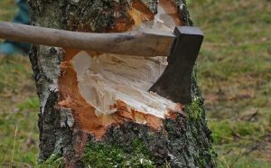 18-річний юнак готується постати перед судом за знищення дерев у природно-заповідній зоні Регіонального ландшафтного парку «Краматорський»