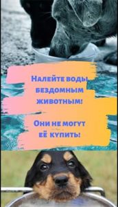 Флешмоб “Налей воды бездомным животным”