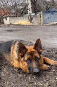 В Україні не буде бебі-буму після закінчення війни – прогноз