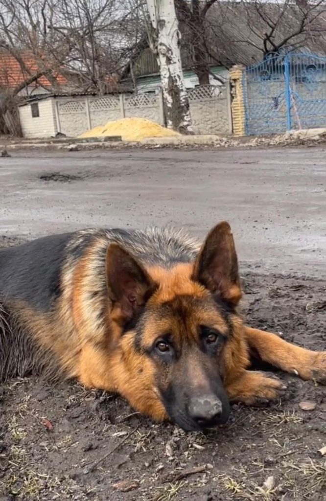 В Україні не буде бебі-буму після закінчення війни – прогноз