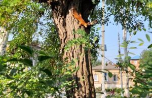 В районе 5 школы в Славянске живет белка