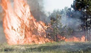 Под Станицей Луганской горит минированный лес, ранен один человек