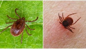 В Краматорске обнаружены энцефалитные клещи, а самые опасные участки-парки и поселки