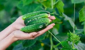 Как консервировать огурцы в зиму: делимся интересными рецептами