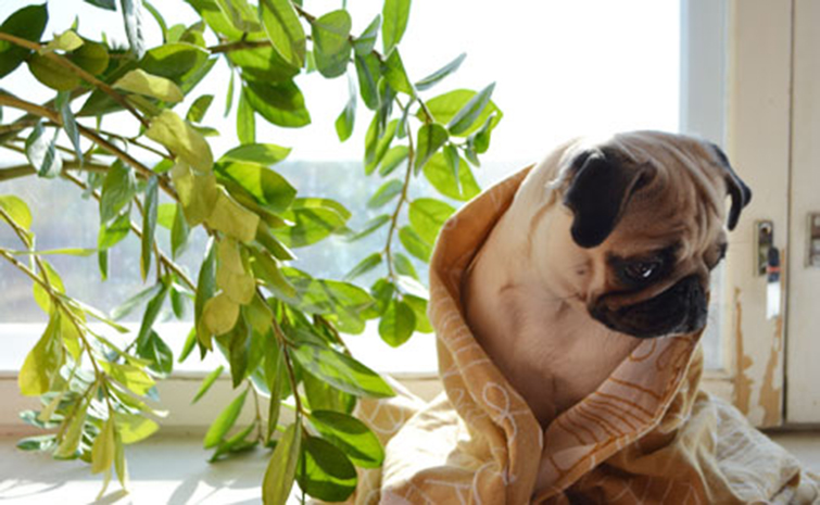 Прохлада в Украине задержится. Когда ждать летнего потепления