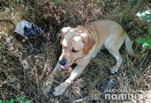 На Донеччині поліцейські собаки за півроку допомогли розкрити майже 300 злочинів