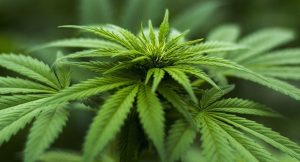 Мешканець Лиману нестиме відповідальність за зберігання конопель