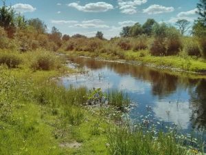 На Донеччині створили заказники з рідкісними червонокнижними рослинами