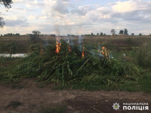 Слов’янські правоохоронці ліквідували близько гектара дикоростучої коноплі