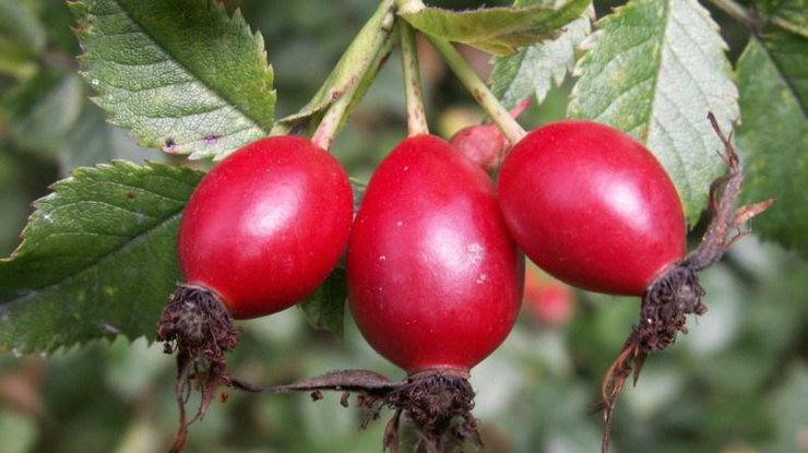 Чем полезен шиповник