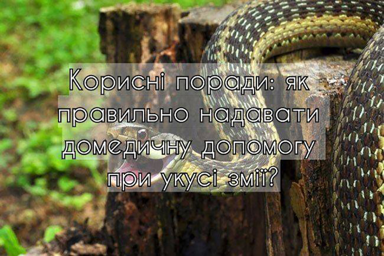 Что делать, если укусила змея