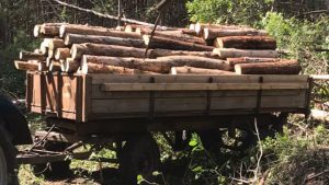 Вблизи Лимана лесник возглавил незаконную вырубку леса в природном парке