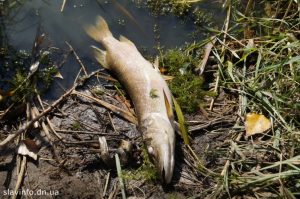 Кількість кисню у водоймі де гине риба – нуль, – начальник відділу єкології