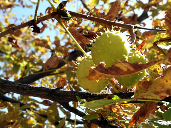 Украинцев ожидают два бабьих лета