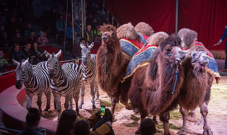 В Краматорске горсовет рассмотрит запрет размещения передвижных цирков и зверинцев