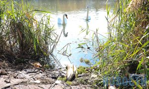 В Славянске на озере Шелковичном гибнет рыба