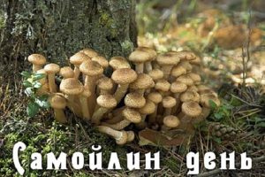 Народные приметы на 2 сентября – Самойлов день