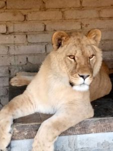 На территории частного подворья в Краматорске живут взрослая львица и тигренок