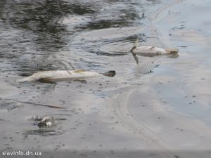 Причина замору в озері на Сату – чотири машини з фекаліями