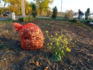 Возле мемориала на блокпосте №1 высадили тюльпаны
