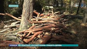 На территории «Лесной сказки» рубят деревья