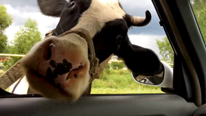 27-летний житель Славянского района сбил автомобилем корову