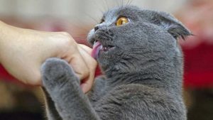 Почему коты вылизывают людей: вы будете удивлены