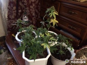 Конопля вместо комнатных цветов. Полиция выявила у жителя Славянска необычные “посевы”