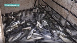 Малька толстолобика выпустили в водоем-охладитель Славянской ТЭС