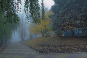 Утро в тумане: парк Шелковичный. Фотофакт