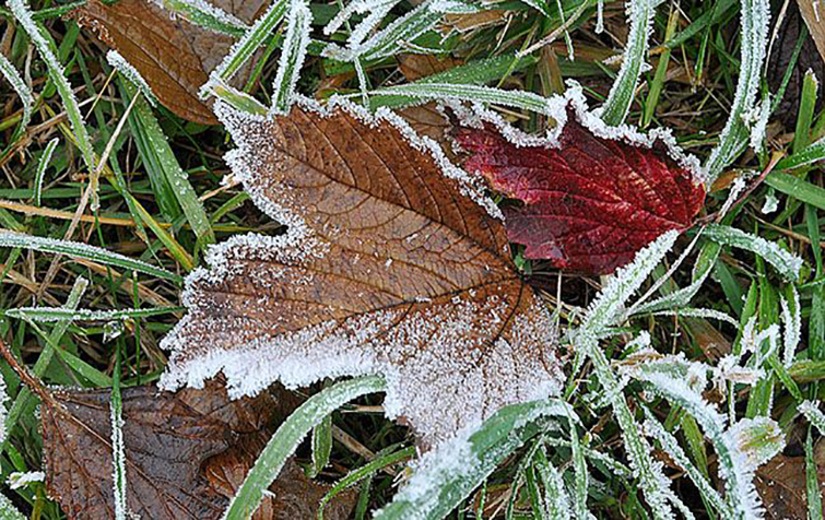 До -5°: синоптики предупреждают о сильных заморозках в Украине