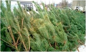 Де у Слов’янську будуть торгувати ялинками