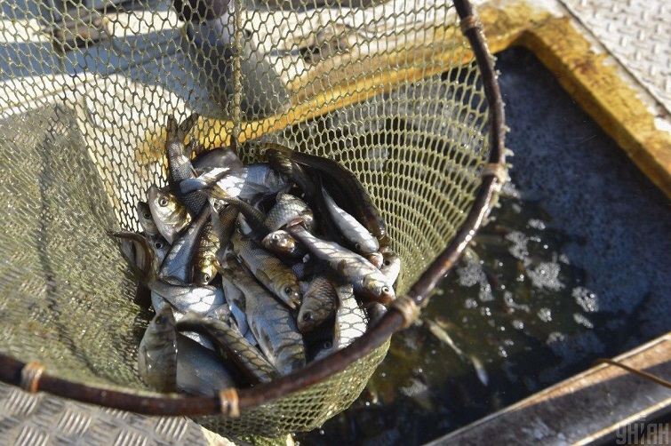 В водоемы Донецкой области выпустили 5 тонн молодой рыбы