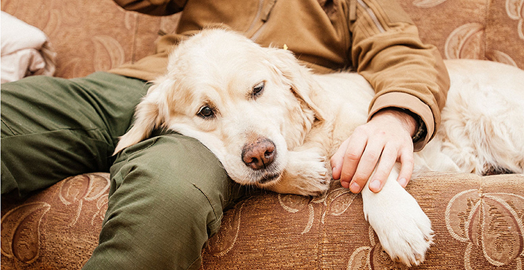 Ученые подсчитали, насколько собаки продлевают жизнь хозяевам