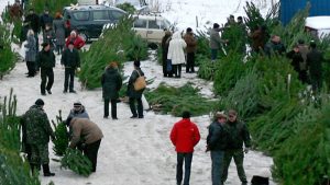 Внимание! В Славянске проводится операция «Елка»!