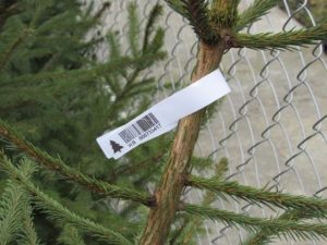 Профилактика незаконных вырубок елок РЛП “Славянский курорт”