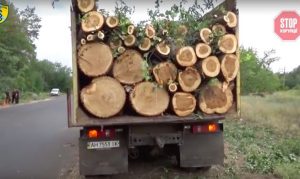 «Лесная мафия Донетчины»: кто уничтожает природный фонд региона