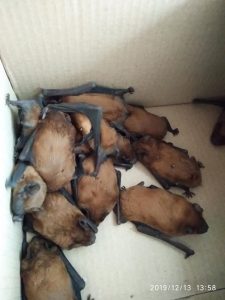 Краснокнижных летучих мышей из Славянска доставили в Фельдман Экопарк