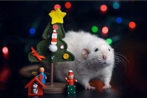 Как правильно встретить и отпраздновать 2020 год