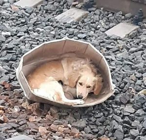 Фотофакт: в Славянске собаку и щенков выбросили между рельсами