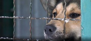 Стерилизационный центр для животных в Славянске предлагают разместить в центре города