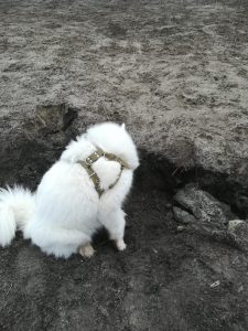 В сети рассказали о новой проблеме в сквере “Мрия”