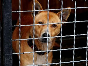 Как решить проблему с бездомными животными? Локальная победа волонтёров Славянска