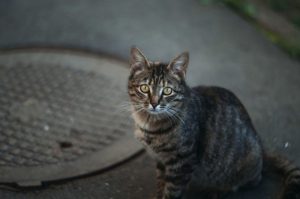 Приметы: почему очень хорошо приютить котенка с улицы