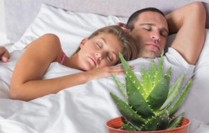 Какие комнатные цветы можно и категорически нельзя ставить в спальне